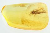 Detailed Fossil Moth (Lepidoptera) in Baltic Amber #325263-1